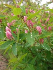 Lonicera