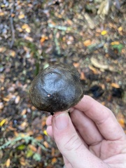 Xerocomellus mendocinensis