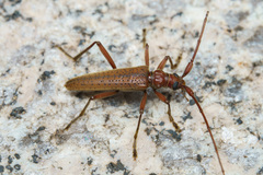 Disteniidae
