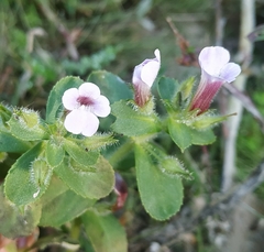 Limnophila chinensis