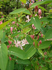 Lonicera