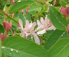 Lonicera