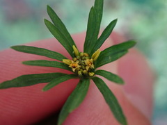 Bidens reptans