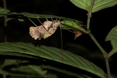 Pterochroza ocellata