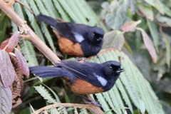 Diglossa gloriosissima