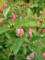 Lonicera