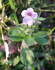 Limnophila chinensis