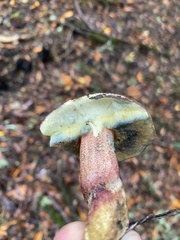 Xerocomellus mendocinensis