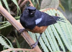 Diglossa gloriosissima