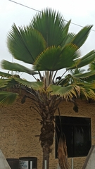 Pritchardia lanigera