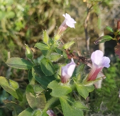 Limnophila chinensis