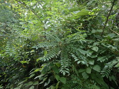 Spondias purpurea