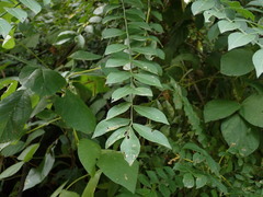 Spondias purpurea