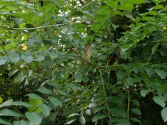 Spondias purpurea