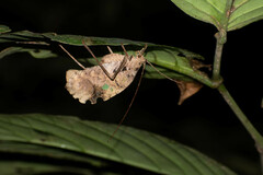 Pterochroza ocellata