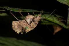 Pterochroza ocellata