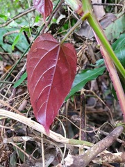 Cissus pteroclada