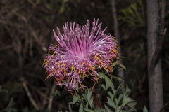Isopogon dubius
