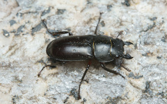Falcicornis
