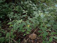Smilax officinalis