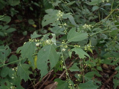 Smilax officinalis