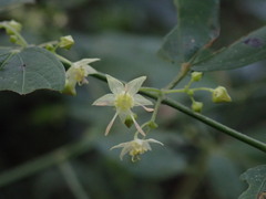 Smilax officinalis