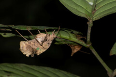 Pterochroza ocellata