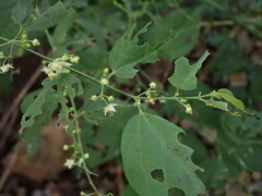 Smilax officinalis