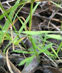 Wahlenbergia multicaulis
