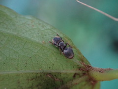 Cephalotes