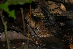 Oreobates quixensis