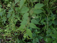 Smilax officinalis