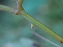 Smilax officinalis