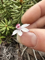 Caladenia alpina