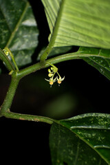 Solanum anceps
