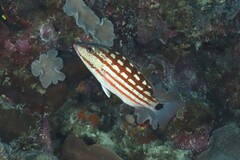 Lutjanus decussatus