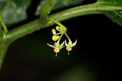 Solanum anceps