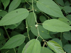 Smilax officinalis