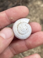 Helminthoglypta tudiculata