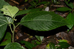Solanum anceps