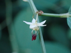 Smilax officinalis