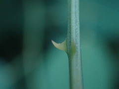 Smilax officinalis