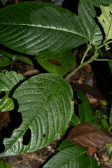Solanum anceps