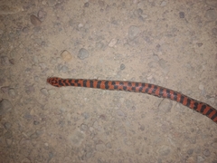 Atractus bocki