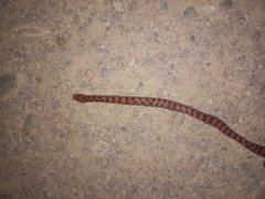 Atractus bocki