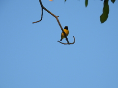 Euphonia affinis
