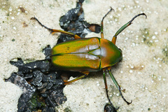 Rhomborhina fuscipes