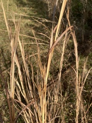 Andropogon virginicus