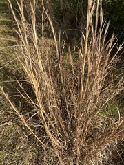 Andropogon virginicus