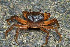 Aparapotamon gracillimum